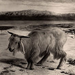 Ways in the Wilderness: The Scapegoat by William Holman Hunt